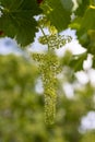 Flowering vine with small grape berries. Young green grape branches in the vineyard in spring time. Spain Royalty Free Stock Photo