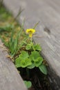 Flowering viola biflora, the arctic yellow violet Royalty Free Stock Photo