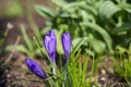 Flowering violet crocuses flowers in early spring. Purple crocus flowers, violet crocus Royalty Free Stock Photo