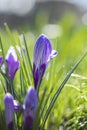 Flowering violet crocuses flowers in early spring. Purple crocus flowers, violet crocus Royalty Free Stock Photo