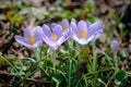 Flowering violet Crocuses under bright sunlight in early Spring forest