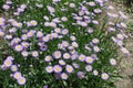 Flowering violet Erigeron speciosus in spring