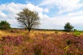 Beautiful heathland KÃÂ¼stenheide in Cuxhaven, Germany Royalty Free Stock Photo