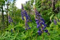 Flowering violet lupines in old garden. Bright summer flowers