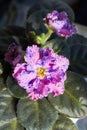 Flowering Violet Saintpaulias, commonly known as African violet
