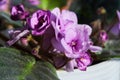 Flowering Violet Saintpaulias, commonly known as African violet