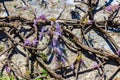 Flowering violet wisteria creeper on old stone wall