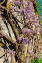 Flowering violet wisteria creeper on old stone wall