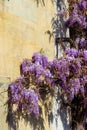 Flowering violet wisteria creeper on wall