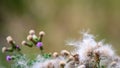 Flowering Violet And Withered White Thistle With Flying Seed Pod. White Dried Thistles With Fluffy Weed Flowers.