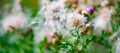 Flowering common thistle - Cirsium vulgare - violet thistle with flying seed pod. White dried thistles with fluffy weed flowers.