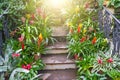 Flowering vriesea plants in pots on the stairs of tropical moist forest.