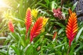 Flowering vriesea plants in thickets of tropical moist forest.