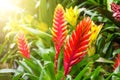 Flowering vriesea plants of tropical moist forest.