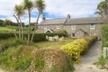 Flowering Walls, Scilly Isles