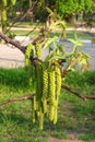 Flowering walnut