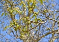 Flowering walnut Juglans regia. Spring