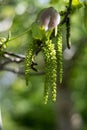 Flowering walnut tree, group of walnut catkin and young leaves Royalty Free Stock Photo