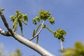 a flowering walnut tree in the spring season, a spring park Royalty Free Stock Photo