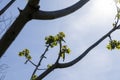 a flowering walnut tree in the spring season, a spring park Royalty Free Stock Photo