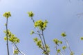 a flowering walnut tree in the spring season, a spring park Royalty Free Stock Photo