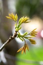 Flowering of walnut tree - springtime in garden