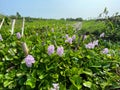 Flowering Water Hyacinth Eichhornia crassipes Royalty Free Stock Photo