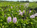 Flowering Water Hyacinth Eichhornia crassipes Royalty Free Stock Photo