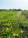 Flowering Water Hyacinth Eichhornia crassipes Royalty Free Stock Photo