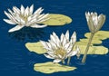 Flowering water lilies on the lake