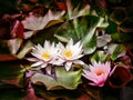 Flowering water lilies in leaves, macro detailing.