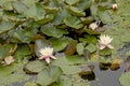 Flowering water lilly in a canal Royalty Free Stock Photo