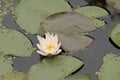 Flowering water lily in a canal Royalty Free Stock Photo