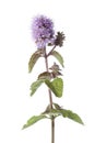 Flowering water mint close up Royalty Free Stock Photo