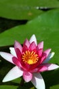 Flowering Water Plant