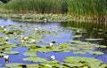 Flowering Water white lily on the river Dnieper.