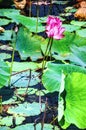 Flowering Waterlillies Royalty Free Stock Photo