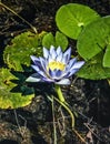 Flowering Waterlillies Royalty Free Stock Photo