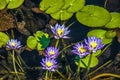 Flowering Waterlillies Royalty Free Stock Photo