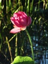 Flowering Waterlillies Royalty Free Stock Photo