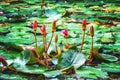 Flowering Waterlillies Royalty Free Stock Photo