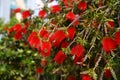 Flowering weeping bottlebrush tree -Callistemon viminalis. Tree named bottlebrush tree or callistemmon. It`s flowers resemble the Royalty Free Stock Photo