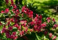 Flowering Weigela Bristol Ruby. Selective focus and close-up of beautiful bright pink weigela flowers against evergreen