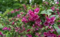 Flowering Weigela. Weigela Evita low-growing shrub with red and pink flowers