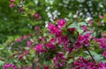 Flowering Weigela. Weigela Evita low-growing shrub with red and pink flowers