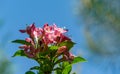 Flowering Weigela hybrida Rosea. White and pink weigela flowers on blue sky background. Flower landscape for nature wallpaper Royalty Free Stock Photo