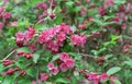 Flowering Weigela. Weigela Japonica low-growing shrub with red and pink flowers