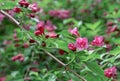 Flowering Weigela. Weigela Japonica low-growing shrub with red and pink flowers