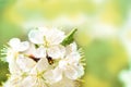 Flowering white cherry. Tender spring card. Pink blur bokeh background Royalty Free Stock Photo