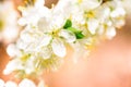 Flowering white cherry. Tender spring card. Pink blur bokeh background Royalty Free Stock Photo